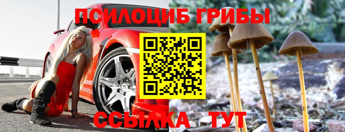 купить наркотик  Псилоцибиновые грибы Psilocybe  Кириши  Вход с VPN  Псилоцибиновые грибы ЛСД 